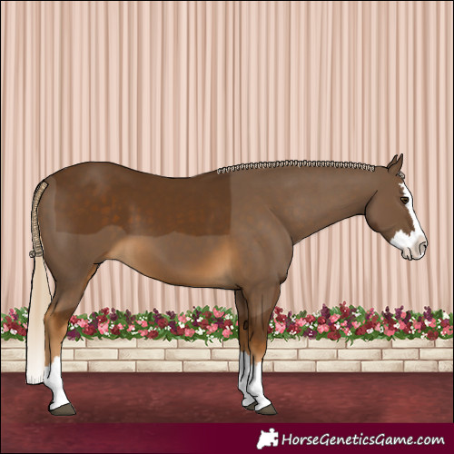 Horse Color:Chocolate Palomino Splash 