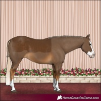 Horse Color:Chocolate Palomino Splash 