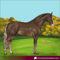 Horse Color:Chocolate Palomino Splash