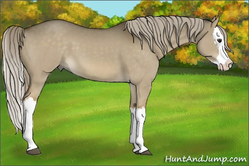 Horse Color:Chocolate Palomino Dun Splash