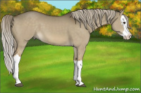 Horse Color:Chocolate Palomino Dun Splash
