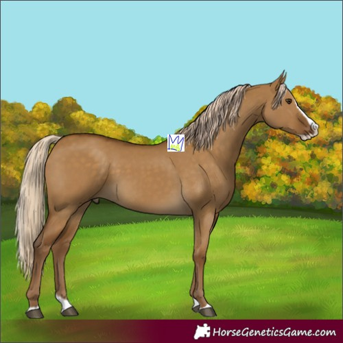 Horse Color:Chocolate Palomino Dun Splash 
