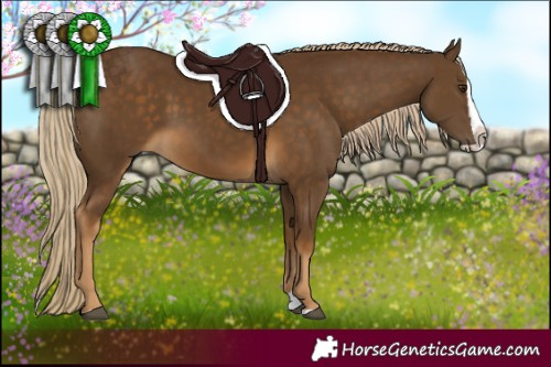 Horse Color:Chocolate Palomino Splash 