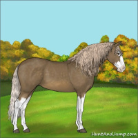 Horse Color:Chocolate Palomino Splash