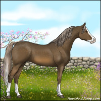 Horse Color:Chocolate Palomino Splash 