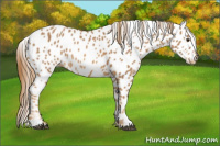 Horse Color:Chestnut Appaloosa 