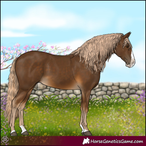 Horse Color:Chocolate Palomino Splash 