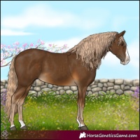 Horse Color:Chocolate Palomino Splash 