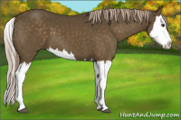 Horse Color:Chocolate Palomino Splash 