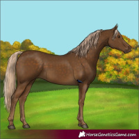 Horse Color:Chocolate Palomino 