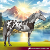 Horse Color:Liver Chestnut  and Liver Chestnut Appaloosa 