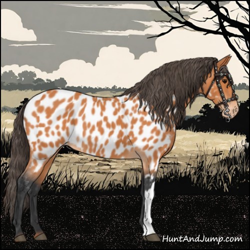 Horse Color:Bay Appaloosa