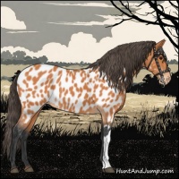 Horse Color:Bay Appaloosa 