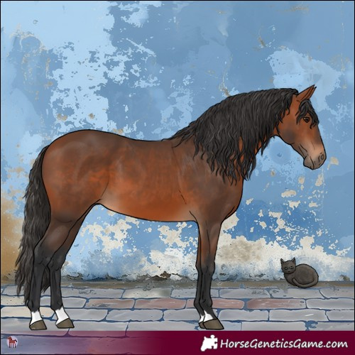 Horse Color:Bay 