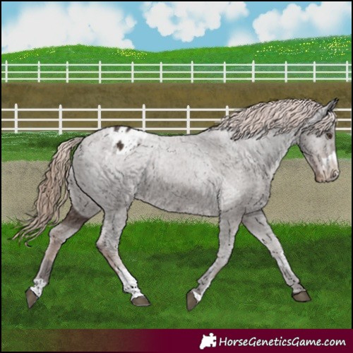 Horse Color:Liver Chestnut Appaloosa  and Liver Chestnut Appaloosa 