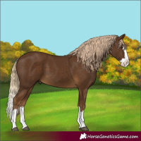 Horse Color:Chocolate Palomino Splash