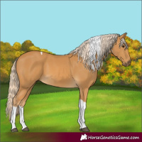 Horse Color:Palomino Tobiano 