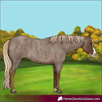 Horse Color:Chocolate Palomino Roan Splash Frame 