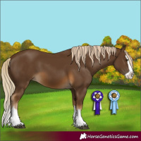Horse Color:Chocolate Palomino Splash 
