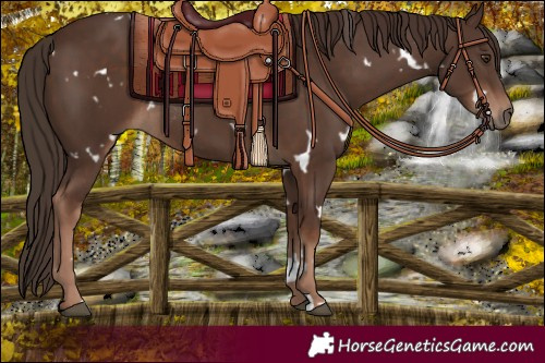 Horse Color:White Spotted Liver Chestnut Rabicano