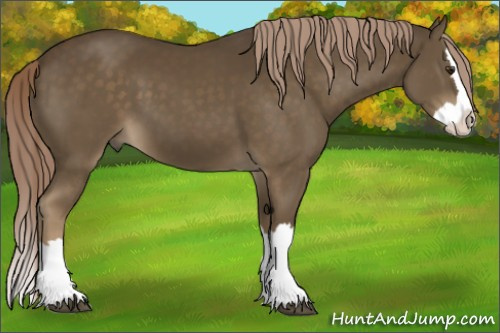 Horse Color:Chocolate Palomino Splash
