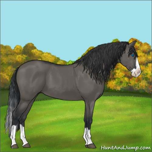 Horse Color:Grullo Splash