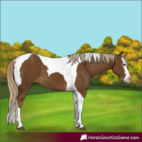 Horse Color:Chocolate Palomino Splash Tobiano 