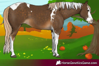 Horse Color:Chocolate Palomino Splash Tobiano 