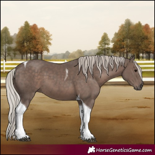 Horse Color:Silver Black Tobiano 
