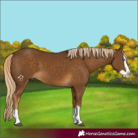 Horse Color:Chocolate Palomino Splash 