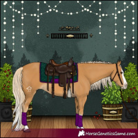 Horse Color:Palomino Splash 