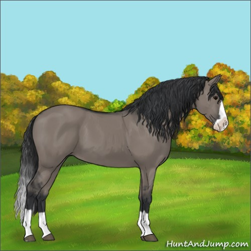 Horse Color:Grullo Splash 