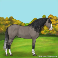 Horse Color:Grullo Splash 