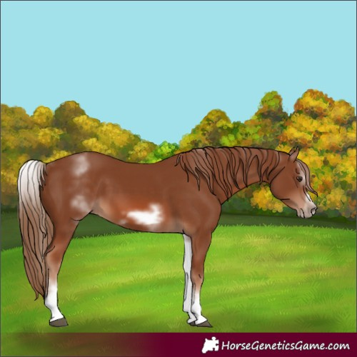 Horse Color:White Spotted Chestnut Sabino Frame 