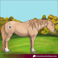 Horse Color:Gold Champagne 