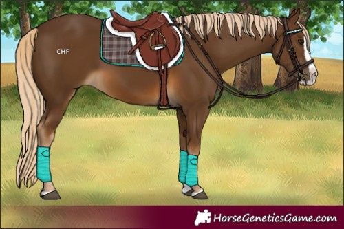 Horse Color:Chocolate Palomino Splash 