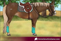 Horse Color:Chocolate Palomino Splash