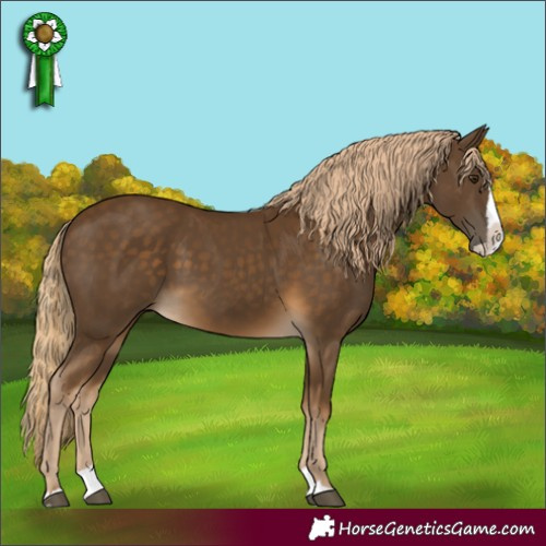 Horse Color:Chocolate Palomino Splash 