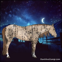 Horse Color:Smoky Black and Smoky Black Pearl