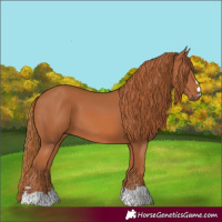 Horse Color:Chestnut 