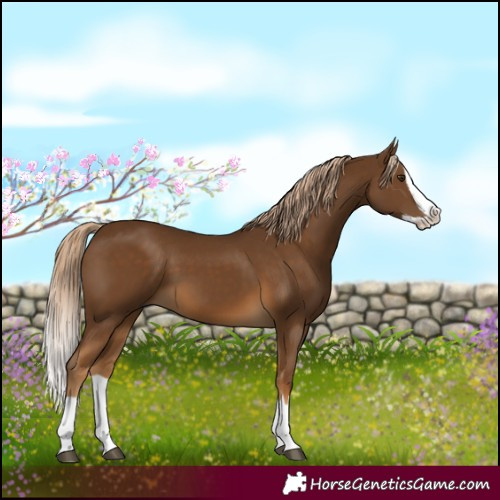 Horse Color:Chocolate Palomino Splash