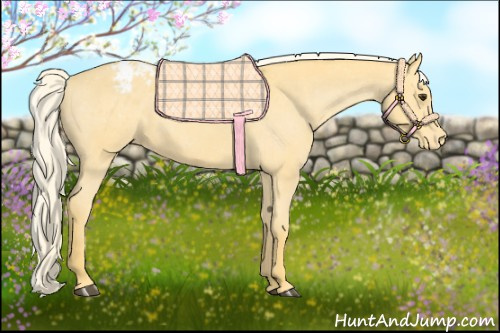 Horse Color:Palomino Appaloosa
