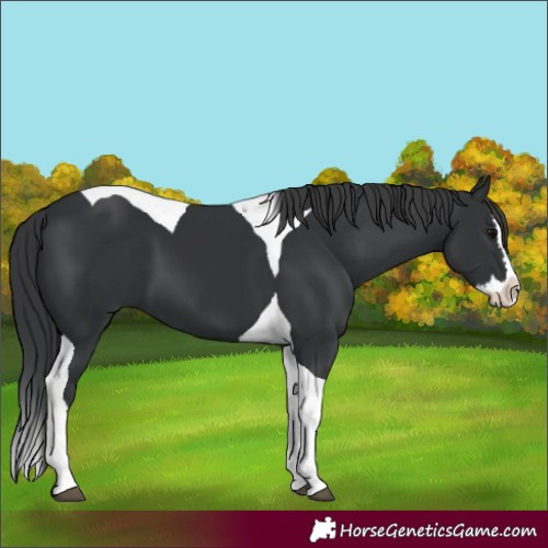 Horse Color:Black Splash Tobiano 