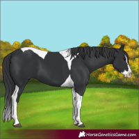 Horse Color:Black Splash Tobiano 