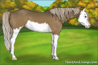 Horse Color:Chocolate Palomino Splash
