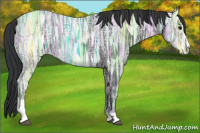 Horse Color:Black Ice Sabino
