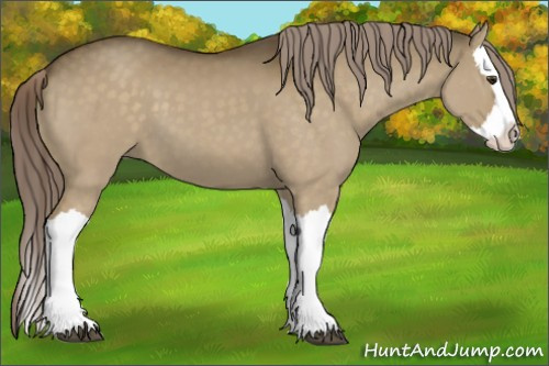 Horse Color:Chocolate Palomino Dun Splash 