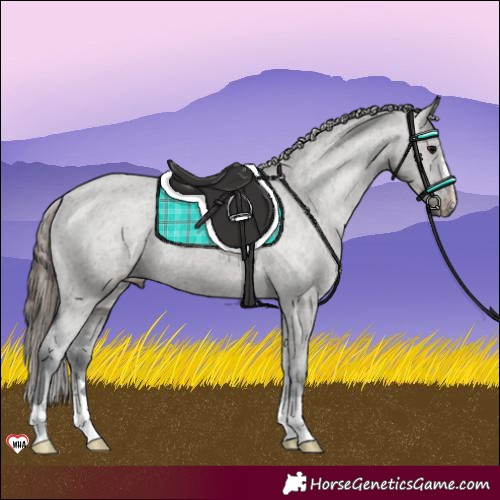 Horse Color:Grullo Appaloosa 