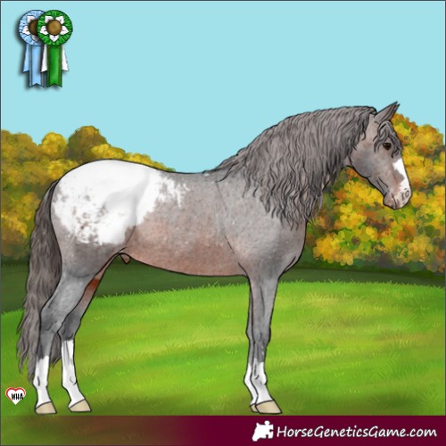 Horse Color:Brown Appaloosa Rabicano 