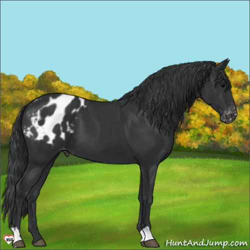 Horse Color:Black Appaloosa 